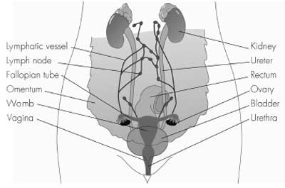 Drawing of Ovaries