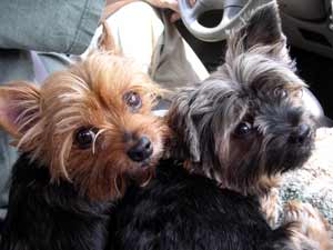 Kim Crow's dogs Pansy and Trixie