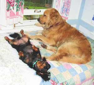 Mary Doria Russell's pet dogs